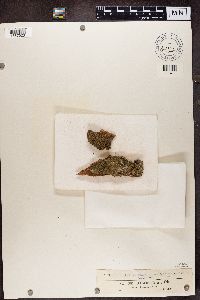 Biatora sphaeroides image