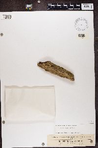 Calicium adspersum image