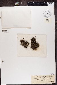 Cladonia chlorophaea image