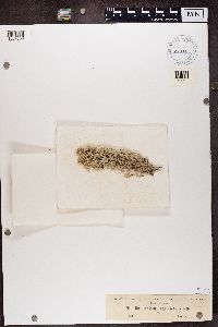 Cladonia rangiferina image