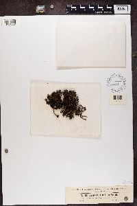 Cetraria aculeata image