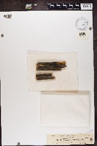 Lecanora allophana image