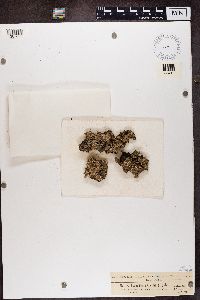 Parmelia saxatilis image