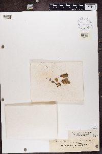 Peltigera didactyla image