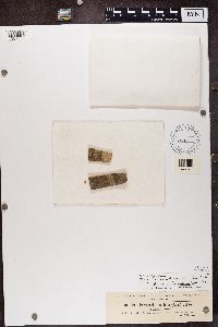 Pertusaria leioplaca image