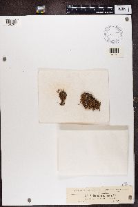 Ramalina pollinaria image