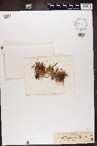 Stereocaulon paschale image