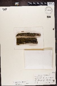 Flavoplaca citrina image