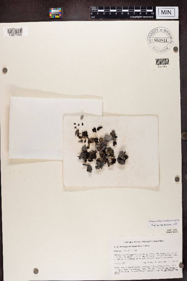 Dermatocarpon meiophyllizum image