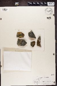 Cecidonia umbonella image