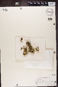 Usnea scabrida image