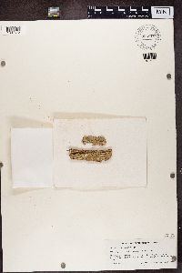 Media resource of Arthonia vinosa