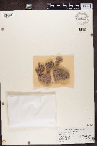 Acarospora moenium image