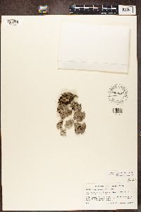 Dermatocarpon miniatum image