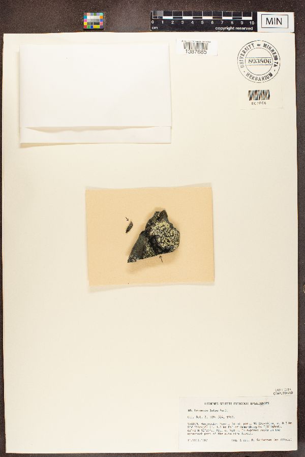 Lecanora latro image