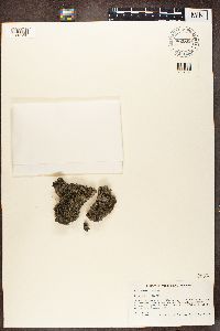 Thumbnail image of current specimen