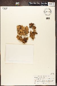 Lobaria pulmonaria image