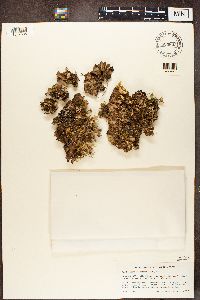 Nephroma expallidum image