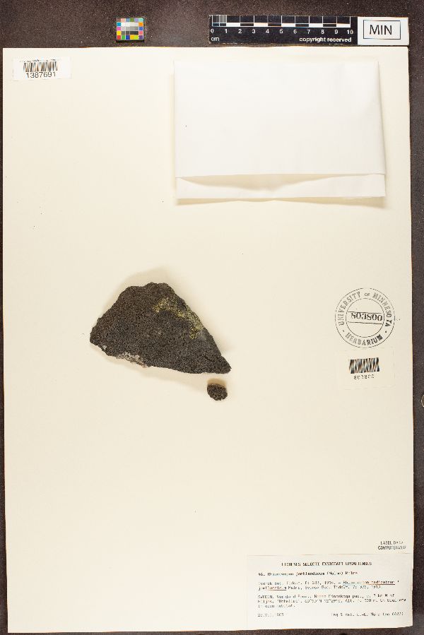 Rhizocarpon jemtlandicum image