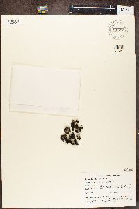 Rimularia sphacelata image