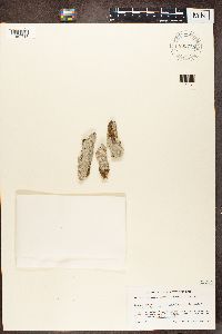 Phlyctis argena image