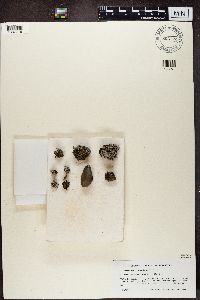 Stereocaulon vesuvianum image