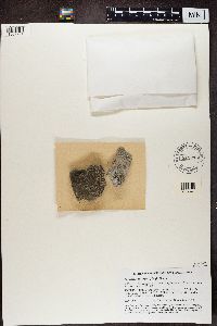 Myriospora heppii image