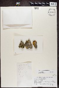 Solitaria chrysophthalma image