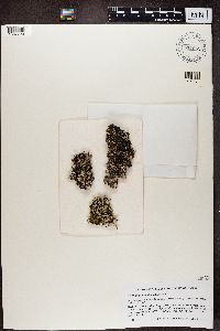 Hypogymnia vittata image