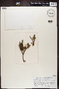 Ramalina roesleri image