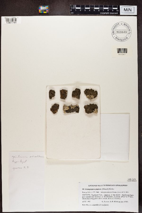 Strangospora pinicola image