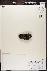 Image of Amandinea coniops