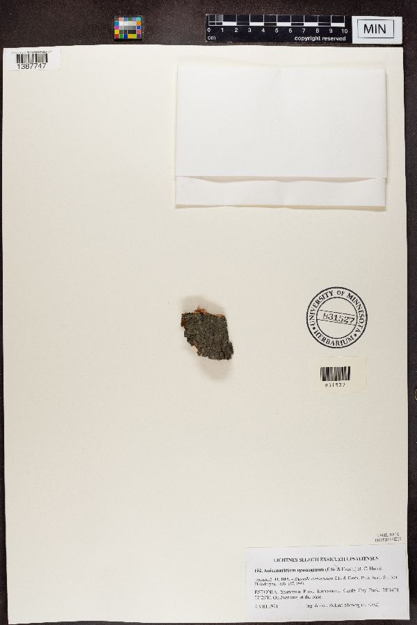 Anisomeridium polypori image