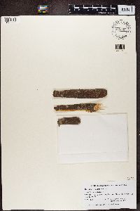 Arthopyrenia analepta image