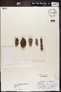 Bacidia rubella image