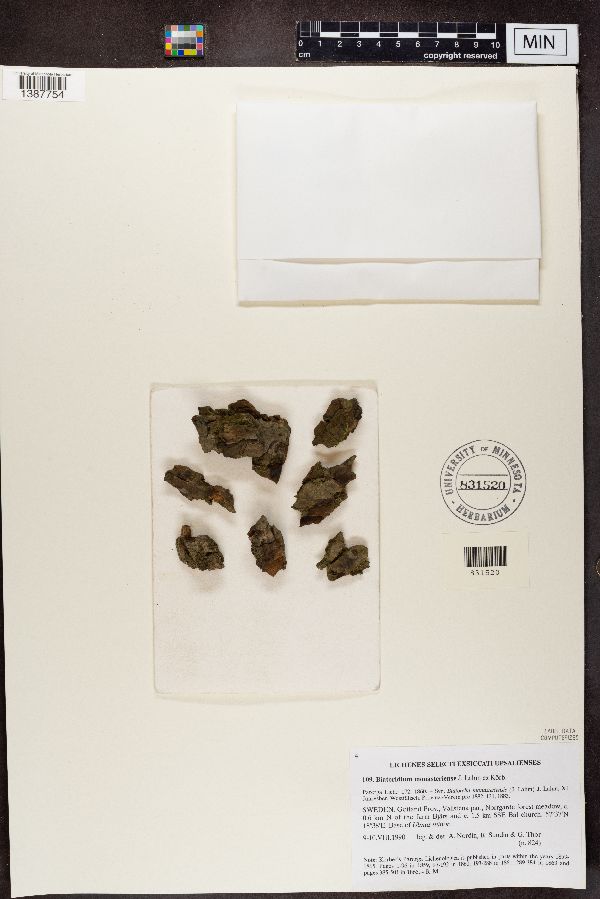 Biatoridium monasteriense image