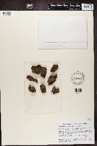 Image Associated With the Occurrence