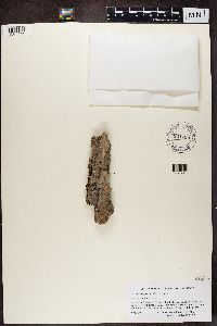 Alyxoria varia image