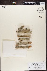 Pertusaria multipuncta image