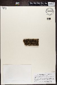 Phaeophyscia hirsuta image