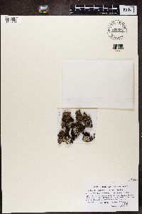 Phaeophyscia hispidula image