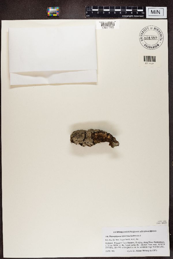 Phaeophyscia squarrosa image