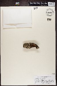 Media resource of Phaeophyscia squarrosa