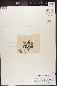 Physcia caesia image