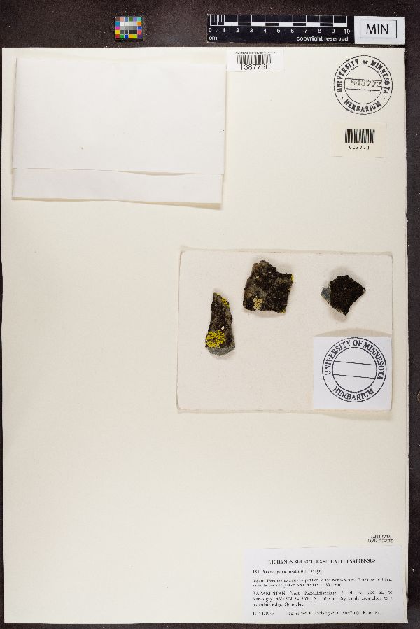 Acarospora bohlinii image