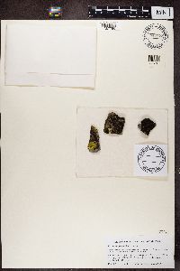 Media resource of Acarospora bohlinii