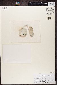 Stictis urceolatum image