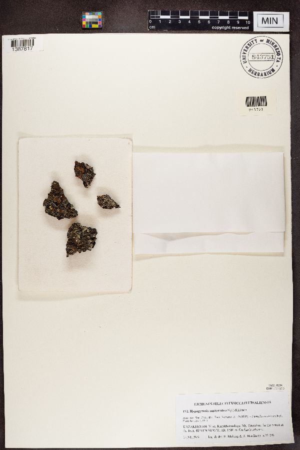 Hypogymnia austerodes image