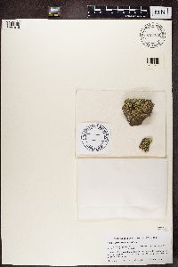 Lecanora argopholis image