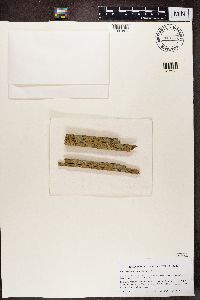 Lecanora symmicta image